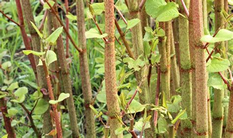 what plants are similar to japanese knotweed - identifying japanese knotweed uk.